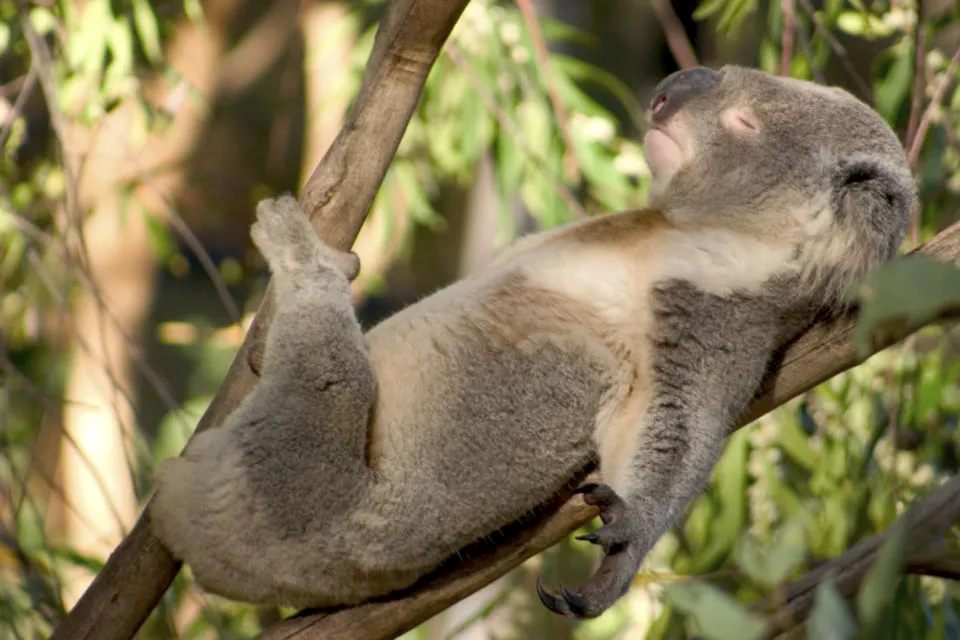 10 Foto Gemas Hewan Unik Australia yang Bikin Kamu Nggak Sabar Meluk Mereka. Cute! 12