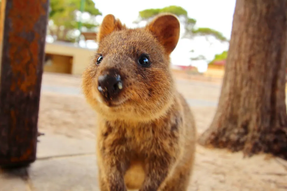 10 Foto Gemas Hewan Unik Australia yang Bikin Kamu Nggak Sabar Meluk Mereka. Cute! 15