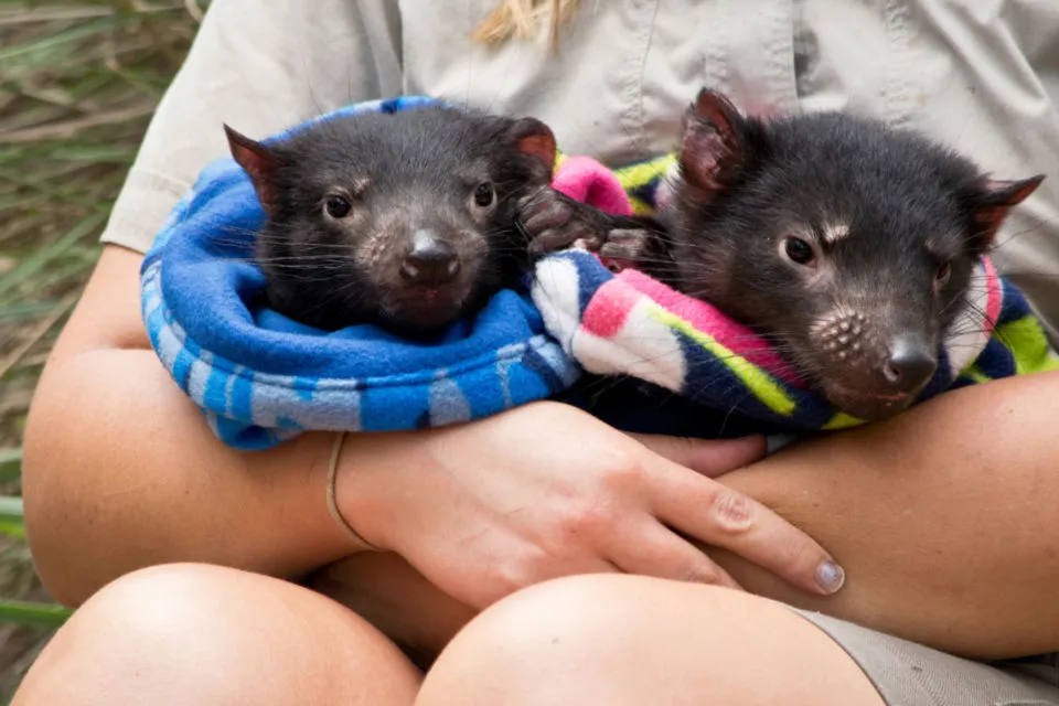10 Foto Gemas Hewan Unik Australia yang Bikin Kamu Nggak Sabar Meluk Mereka. Cute! 17