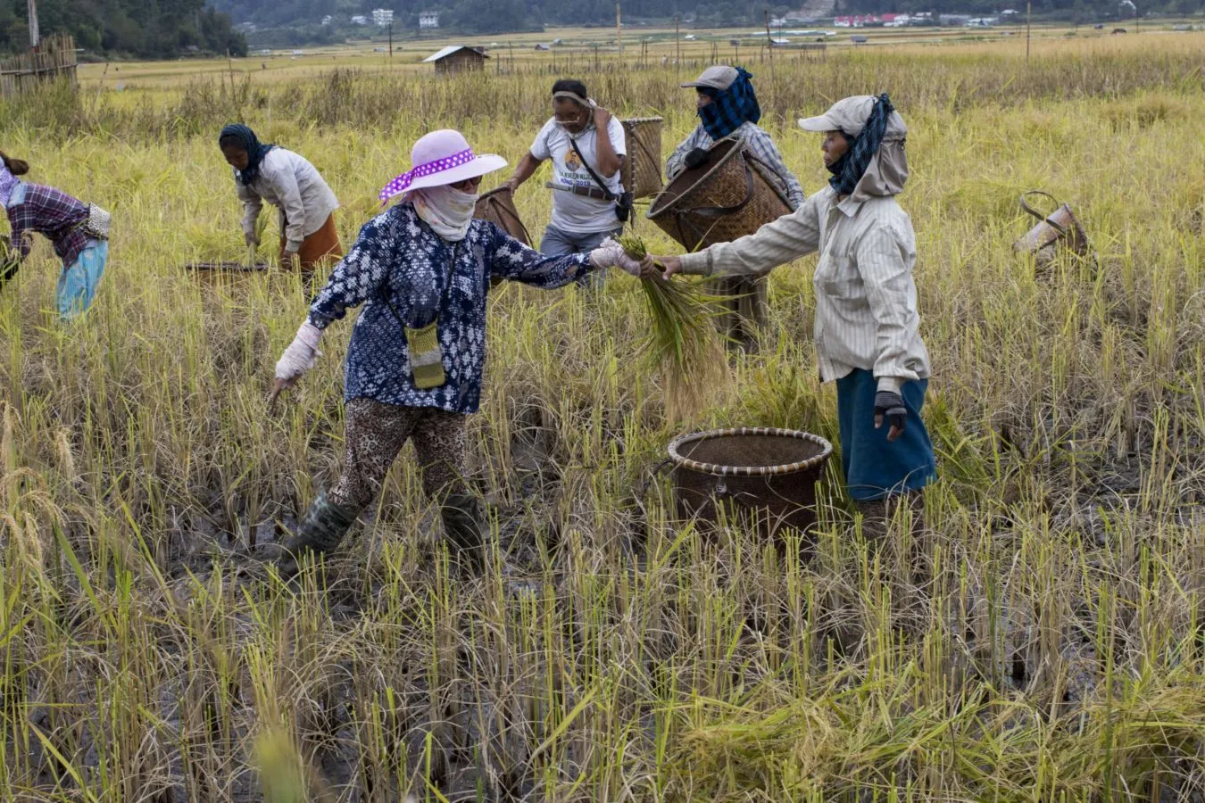 Cara Mengolah Pupuk Tanaman dari Minyak Jelantah. Daripada Dibuang Sembarangan Jadi Limbah 6