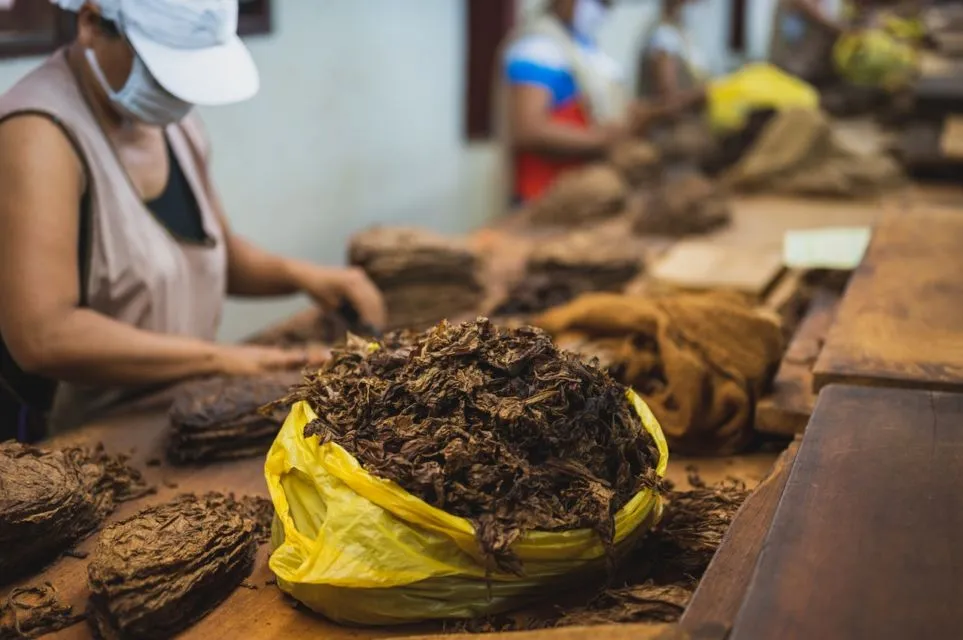 Cara Menghilangkan Kutu Kasur dengan 8 Bahan ini 12
