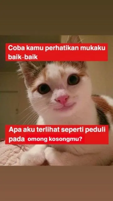 10+ Meme Kucing Paling Absurd yang Layak Disave 18