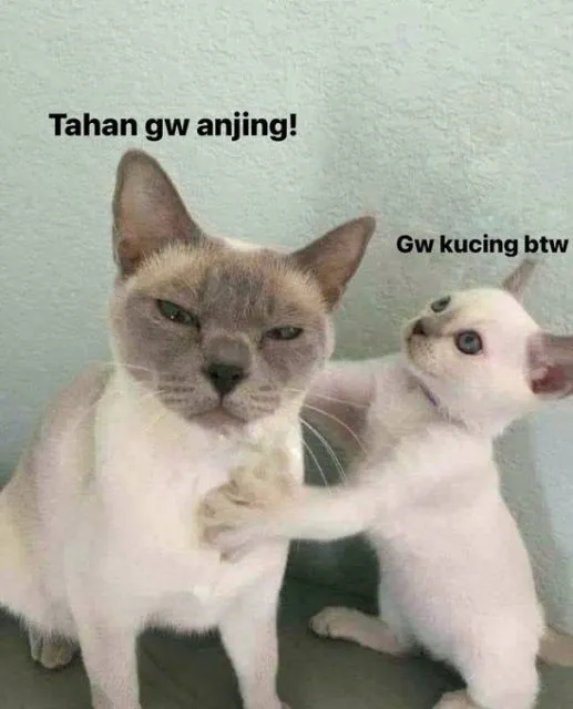 10+ Meme Kucing Paling Absurd yang Layak Disave 16