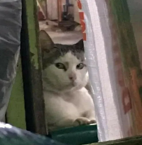 10+ Meme Kucing Paling Absurd yang Layak Disave 14