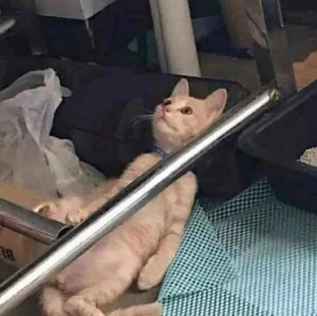 10+ Meme Kucing Paling Absurd yang Layak Disave 21