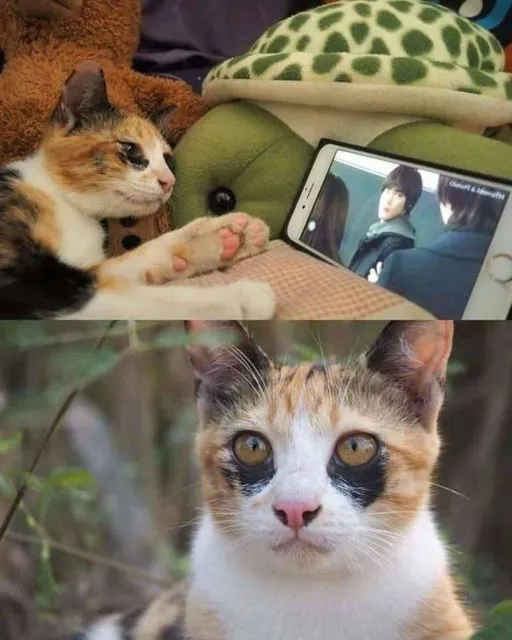 10+ Meme Kucing Paling Absurd yang Layak Disave 17