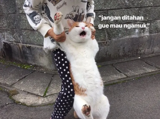 10+ Meme Kucing Paling Absurd yang Layak Disave 22