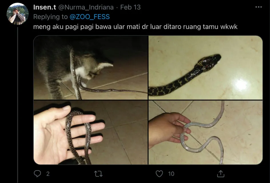 Deretan Warganet ini Ceritakan Kelakuan Ngaco Kucingnya. Para Budak Kocheng, Sini Merapat! 17