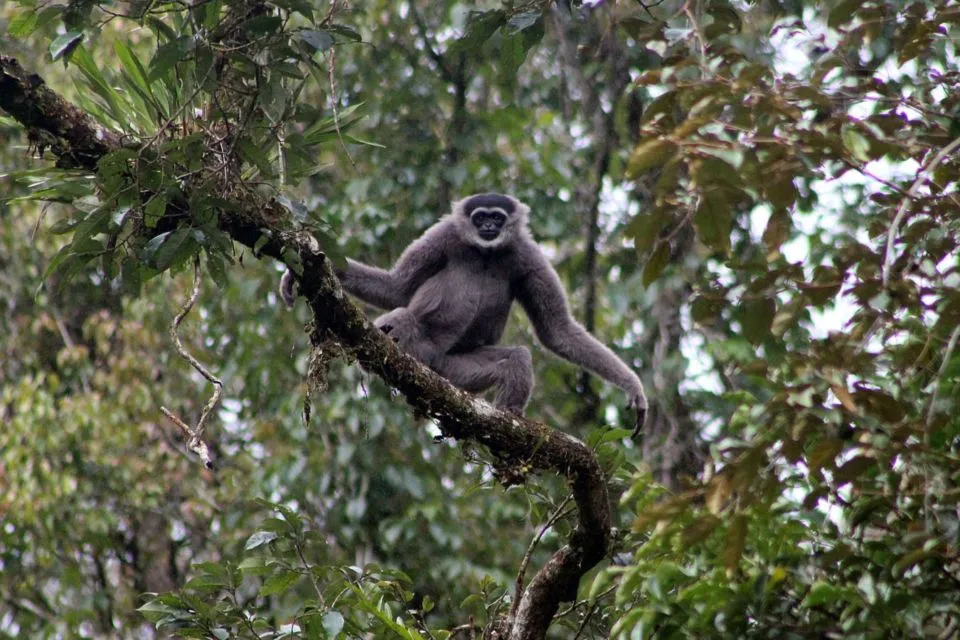 5 Fakta Menarik Gunung Gede Pangrango yang Belakangan Viral Karena Terlihat Jelas dari Jakarta 3