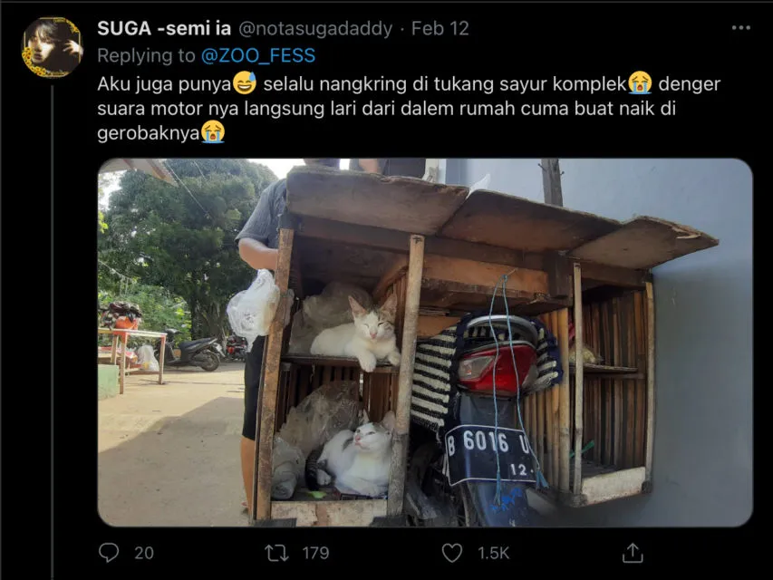 Deretan Warganet ini Ceritakan Kelakuan Ngaco Kucingnya. Para Budak Kocheng, Sini Merapat! 12