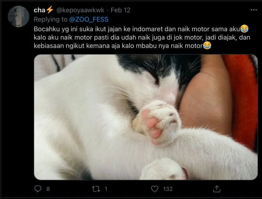 Deretan Warganet ini Ceritakan Kelakuan Ngaco Kucingnya. Para Budak Kocheng, Sini Merapat! 16