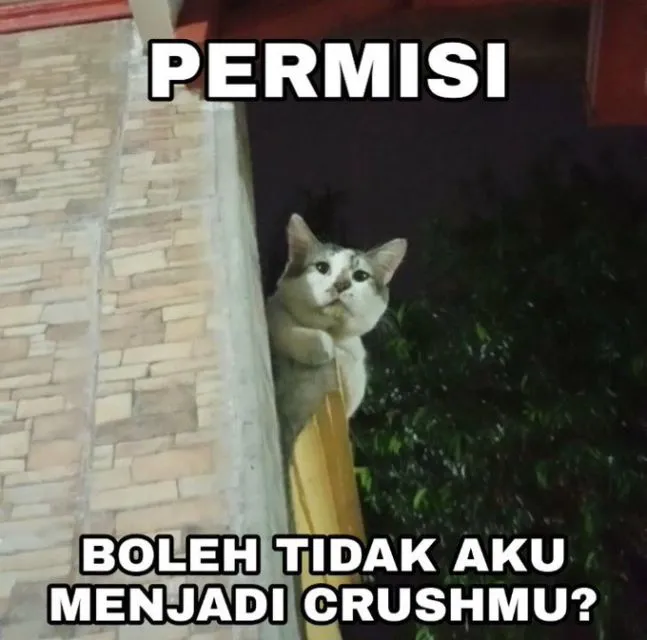 10+ Meme Kucing Paling Absurd yang Layak Disave 13