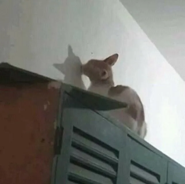 10+ Meme Kucing Paling Absurd yang Layak Disave 19