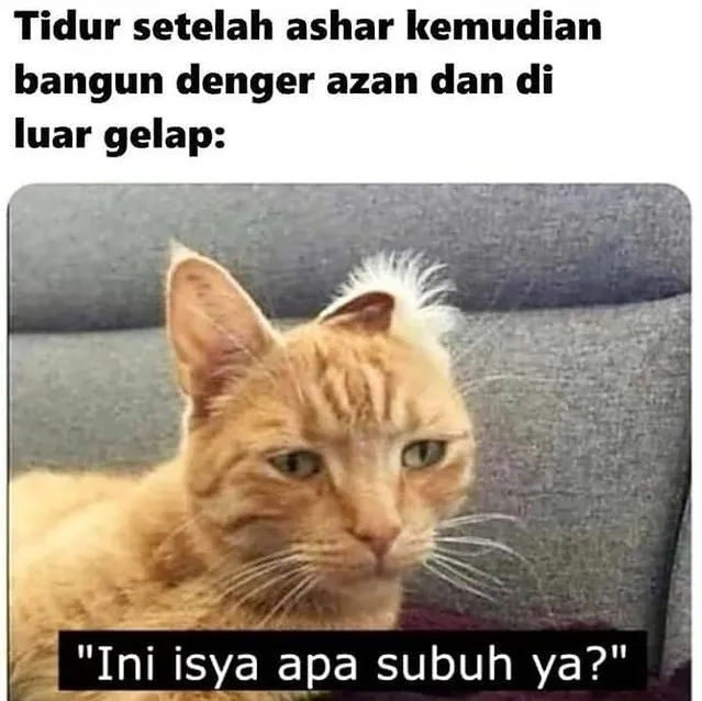 10+ Meme Kucing Paling Absurd yang Layak Disave 12