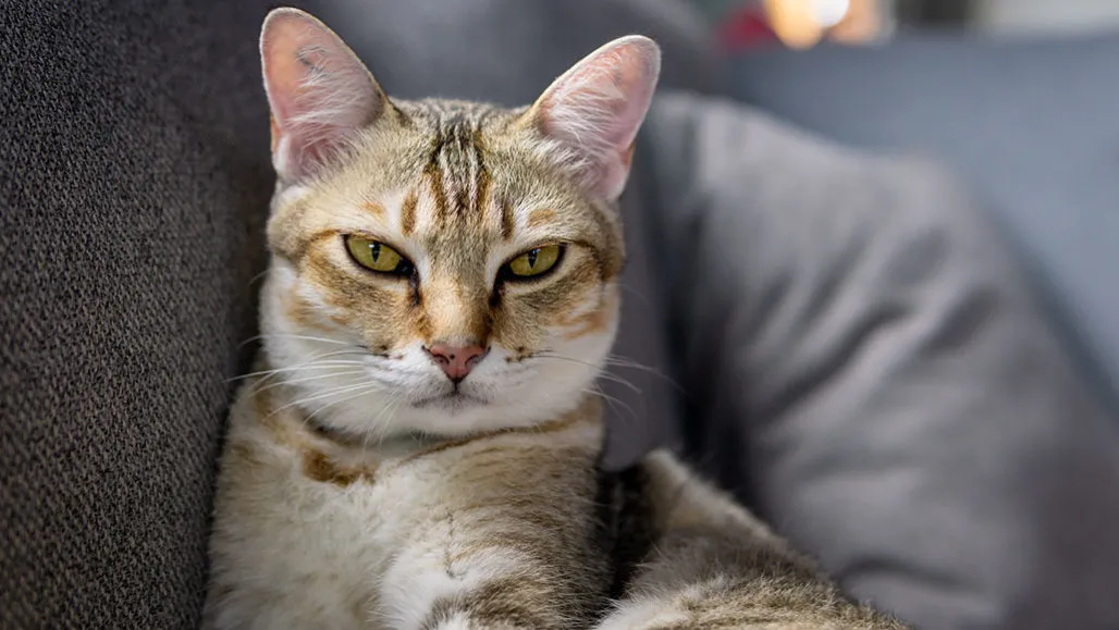 Memaksa Orang yang Takut Kucing Untuk Mendekati Kucing itu Hal yang Jahat. Bisa-bisa Malah Bikin Trauma 3