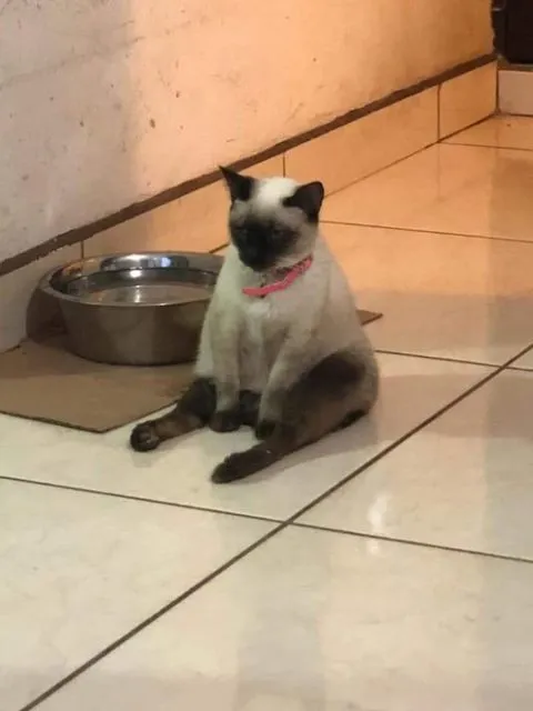 10+ Meme Kucing Paling Absurd yang Layak Disave 20