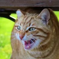 Memaksa Orang yang Takut Kucing Untuk Mendekati Kucing itu Hal yang Jahat. Bisa-bisa Malah Bikin Trauma