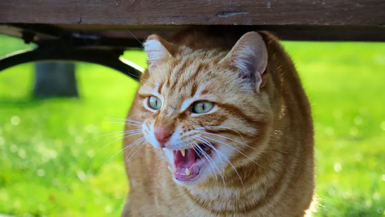 Memaksa Orang yang Takut Kucing Untuk Mendekati Kucing itu Hal yang Jahat. Bisa-bisa Malah Bikin Trauma 4