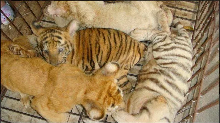 Terkam Pawang Sampai Tewas, Ini Kronologi 2 Harimau di Sinka Zoo Singkawang Bisa Lepas dari Kandang 5