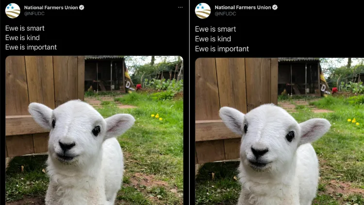 Berkat Warganet Indonesia, Istilah Ewe Semakin Viral di Mancanegara. Salah Pahamnya Kocak! :D 4