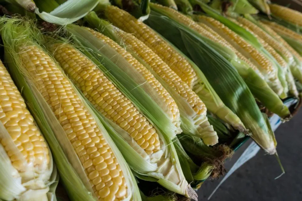 10 Makanan Pengganti Nasi Kaya Karbohidrat, Bikin Kenyang dan Sehat 14