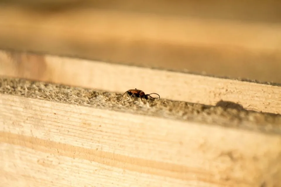 7 Cara Merawat Meja Kayu Agar Tahan Lama, Ada Trik Khusus Hilangkan Goresan dan Jamur Membandel 10