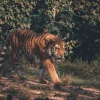 Terkam Pawang Sampai Tewas, Ini Kronologi 2 Harimau di Sinka Zoo Singkawang Bisa Lepas dari Kandang