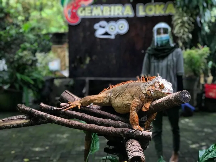 Intip Keseruan Wisata Keluarga di Gembira Loka Zoo. Banyak Atraksi Satwa juga, lo! 7