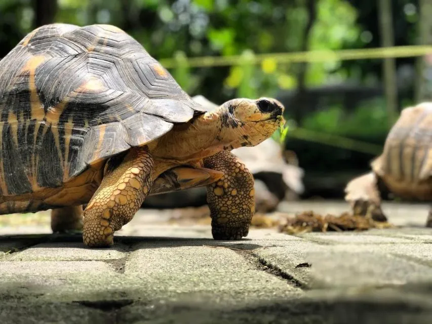 Intip Keseruan Wisata Keluarga di Gembira Loka Zoo. Banyak Atraksi Satwa juga, lo! 5