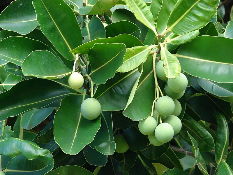 Beragam Manfaat Hebat Minyak Tamanu untuk Kulit dan Rambut, Masih Underrated Banget! 9