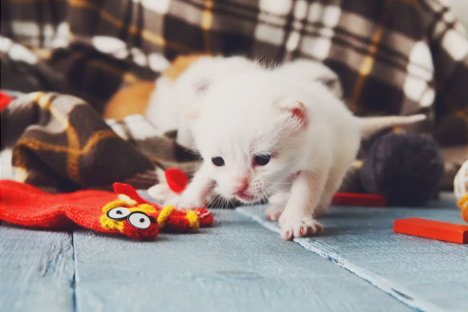 14 Bahasa Tubuh Kucing ini Ada Maksudnya. Sudahkah Kamu Memahaminya? 25 bahasa tubuh kucing