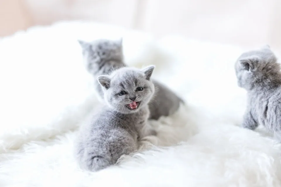 14 Bahasa Tubuh Kucing ini Ada Maksudnya. Sudahkah Kamu Memahaminya? 16 maksud bahasa tubuh kucing