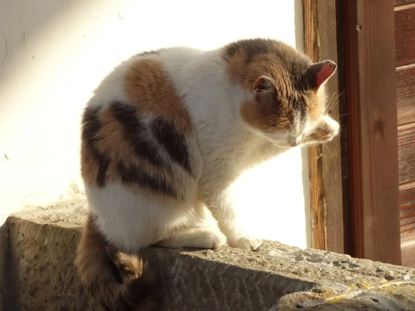 14 Bahasa Tubuh Kucing ini Ada Maksudnya. Sudahkah Kamu Memahaminya? 21 bahasa tubuh kucing