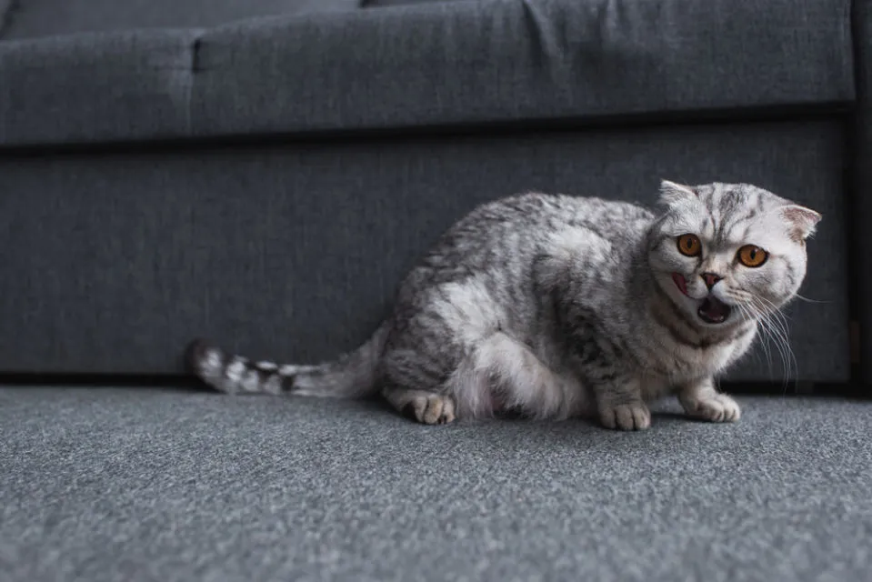 14 Bahasa Tubuh Kucing ini Ada Maksudnya. Sudahkah Kamu Memahaminya? 20 bahasa tubuh telinga kucing
