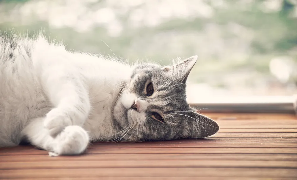 14 Bahasa Tubuh Kucing ini Ada Maksudnya. Sudahkah Kamu Memahaminya? 18 kucing kedip mata