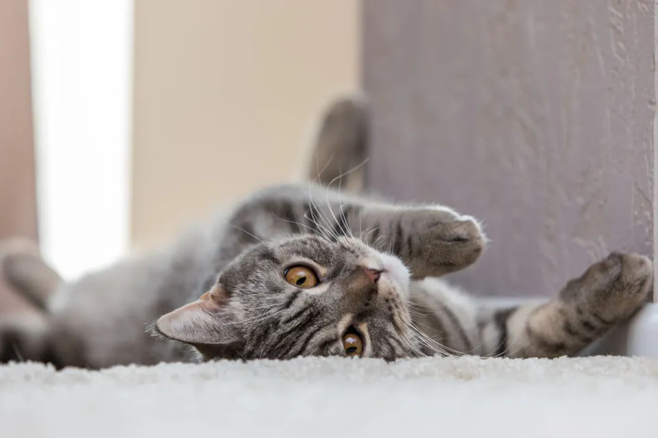 14 Bahasa Tubuh Kucing ini Ada Maksudnya. Sudahkah Kamu Memahaminya? 27 posisi tidur kucing tengkurap