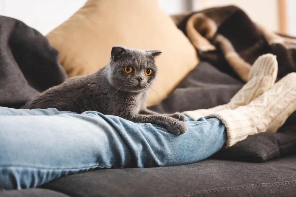 14 Bahasa Tubuh Kucing ini Ada Maksudnya. Sudahkah Kamu Memahaminya? 26 bahasa tubuh kucing