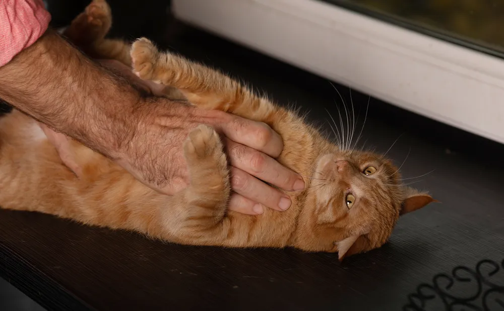 14 Bahasa Tubuh Kucing ini Ada Maksudnya. Sudahkah Kamu Memahaminya? 22 bahasa tubuh kucing