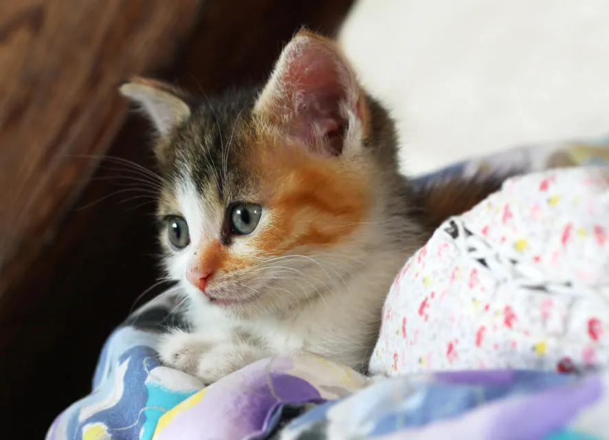 14 Bahasa Tubuh Kucing ini Ada Maksudnya. Sudahkah Kamu Memahaminya? 19 bahasa tubuh kucing