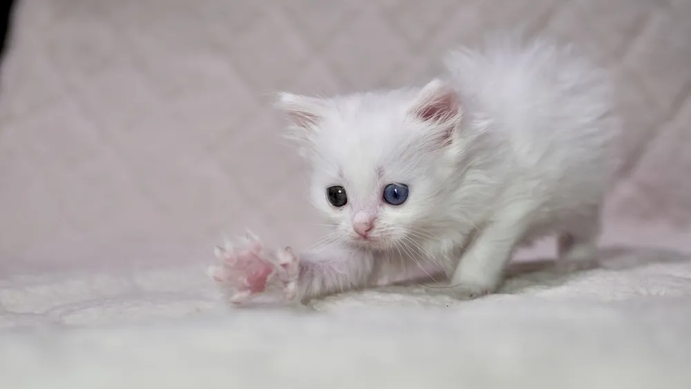 14 Bahasa Tubuh Kucing ini Ada Maksudnya. Sudahkah Kamu Memahaminya? 23 bahasa tubuh kucing ekornya