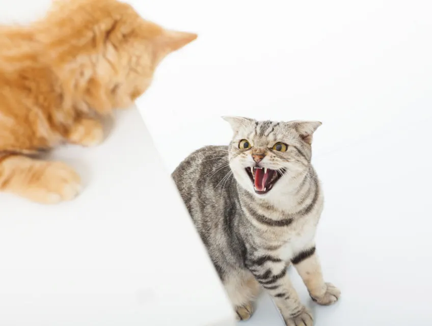 14 Bahasa Tubuh Kucing ini Ada Maksudnya. Sudahkah Kamu Memahaminya? 28 bahasa tubuh kucing