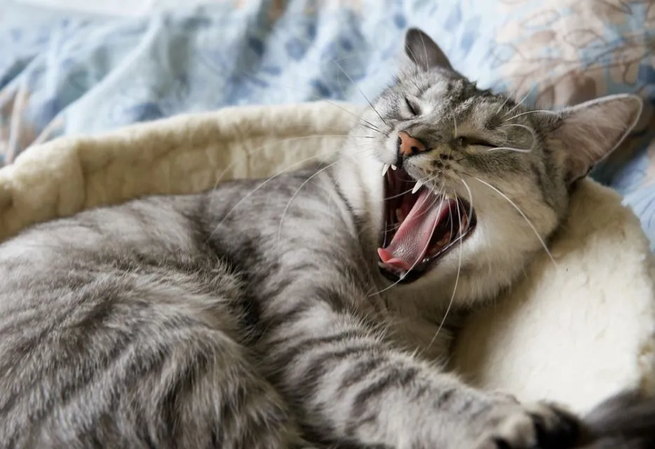 14 Bahasa Tubuh Kucing ini Ada Maksudnya. Sudahkah Kamu Memahaminya? 24 bahasa tubuh kucing