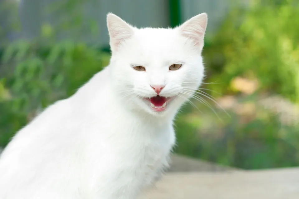 14 Bahasa Tubuh Kucing ini Ada Maksudnya. Sudahkah Kamu Memahaminya? 17 bahasa kucing ke manusia
