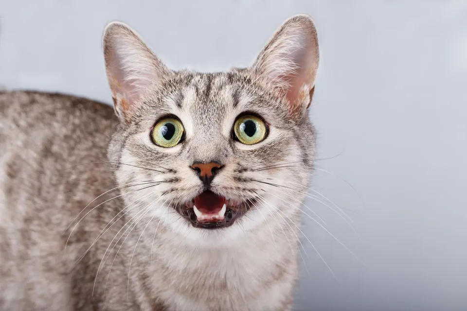 14 Bahasa Tubuh Kucing ini Ada Maksudnya. Sudahkah Kamu Memahaminya? 15 bahasa tubuh kucing