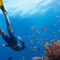 #WisataFilipina-Freediving di Pulau Palawan, Cocok untuk Freediver Pemula.