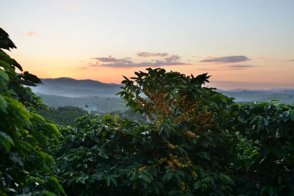 6 Wisata Kopi Terbaik di Indonesia, Nikmati Sensasi Ngopi di Kebun Kopi! 6