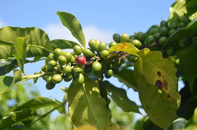 6 Wisata Kopi Terbaik di Indonesia, Nikmati Sensasi Ngopi di Kebun Kopi! 7