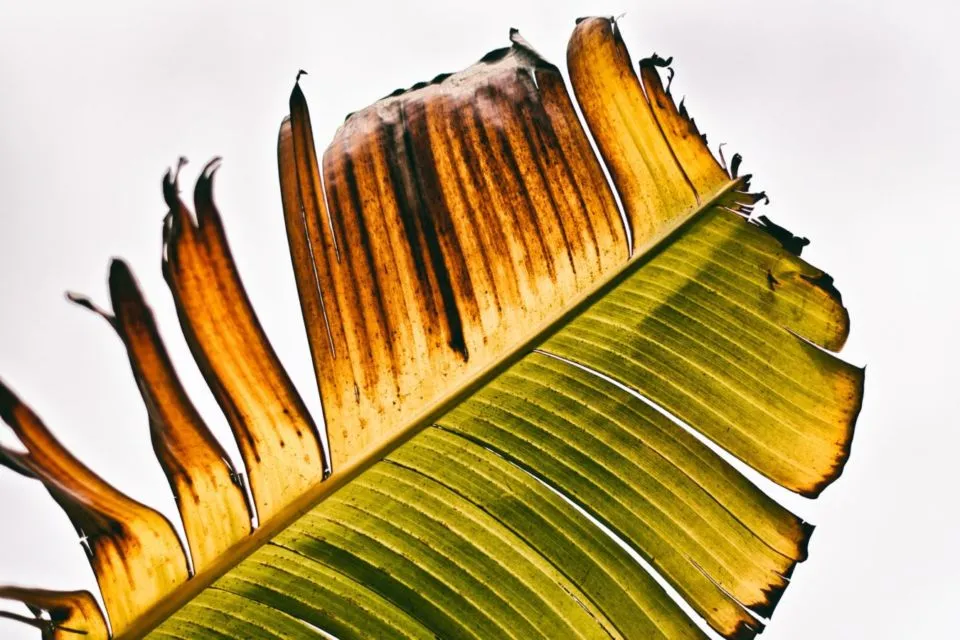 6 Manfaat Daun Pisang yang Jarang Diketahui Orang, Nggak Cuma Jadi Pembungkus Makanan! 9