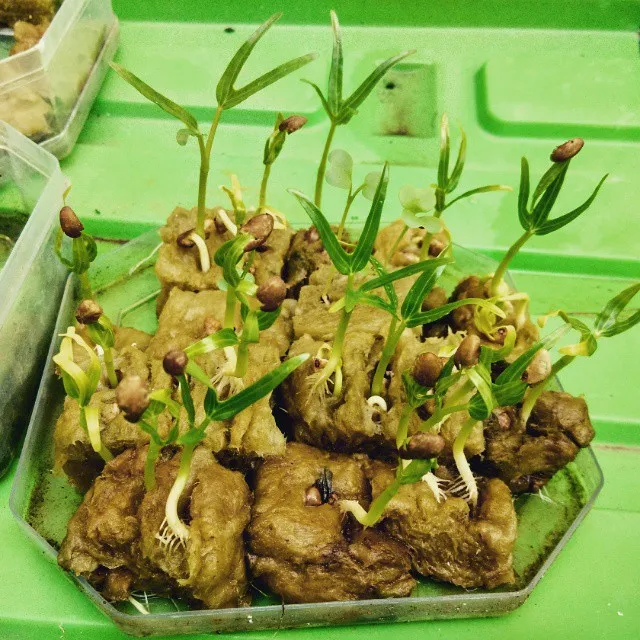 7 Cara Menanam Kangkung Tanpa Membutuhkan Lahan yang Luas. Mudah Dipraktikkan, Lho! 11