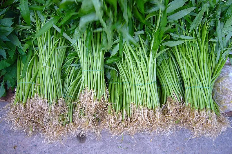 7 Cara Menanam Kangkung Tanpa Membutuhkan Lahan yang Luas. Mudah Dipraktikkan, Lho! 14
